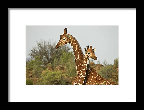 Africa Framed Print featuring the photograph Tall Friends by Michele Burgess