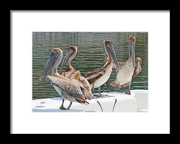 Pelican Framed Print featuring the photograph Lets Go Fishing by Bob Slitzan