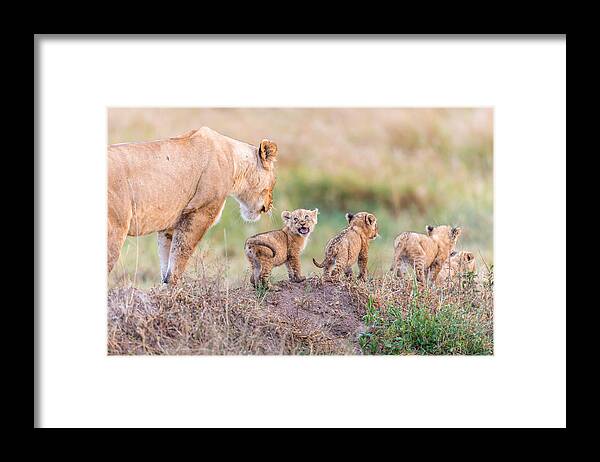 Nature Framed Print featuring the photograph Let's Go Mom by Ted Taylor