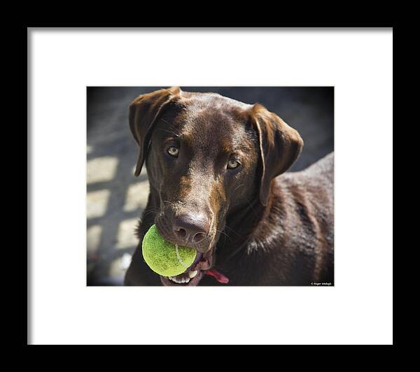 Labrador Retriever Framed Print featuring the photograph Lets Play Ball by Roger Wedegis