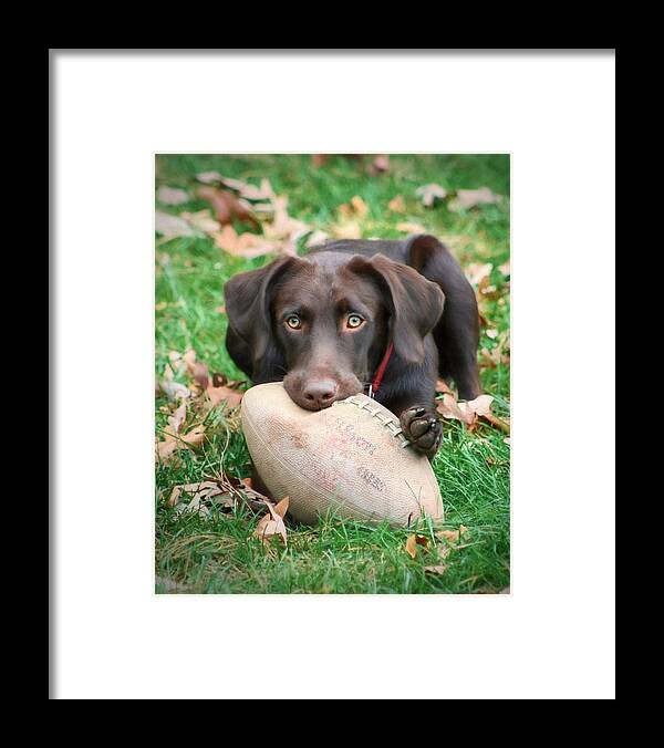 Dog Framed Print featuring the photograph Let's Play Football by Lori Deiter