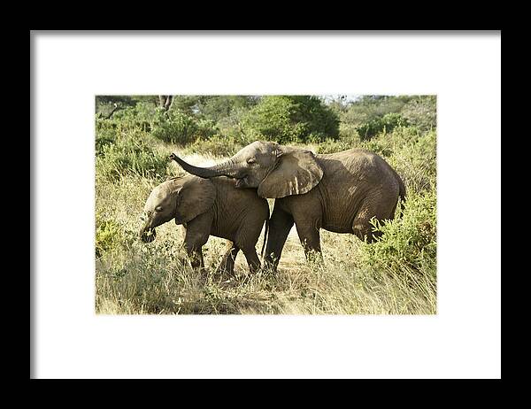 Africa Framed Print featuring the photograph Let's Play by Michele Burgess