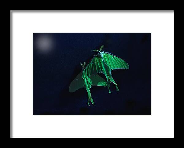 Luna Moth Framed Print featuring the photograph Let's Swim to the Moon by Sue Capuano