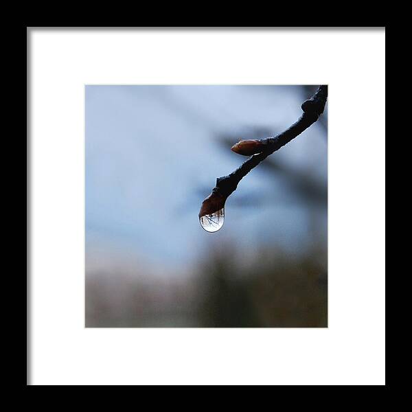 Rain Drop Framed Print featuring the photograph Letting Go by Marilynne Bull
