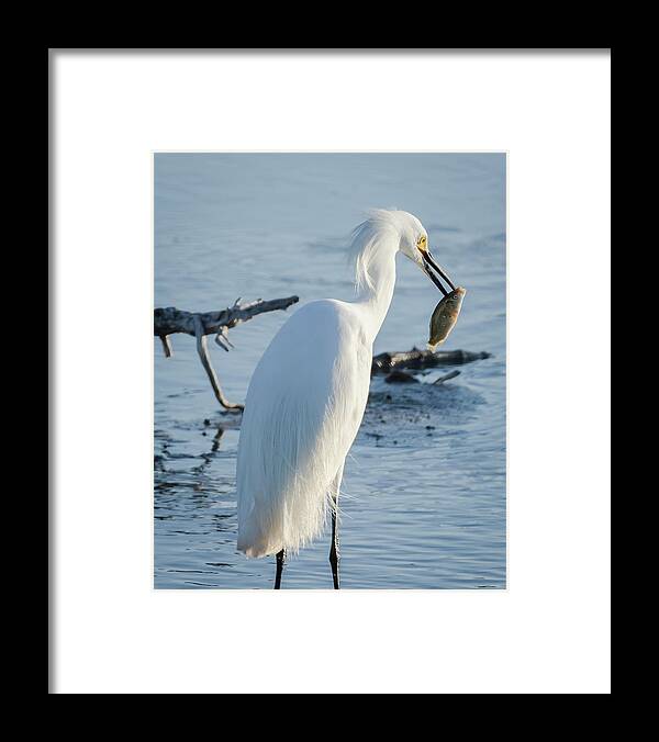 Nature Framed Print featuring the photograph Life And Death by Steve Marler