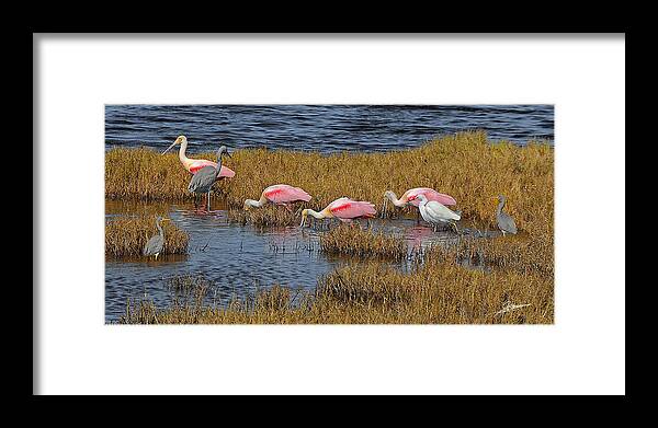 Nature Framed Print featuring the photograph Life in the Salt Marsh by Phil Jensen