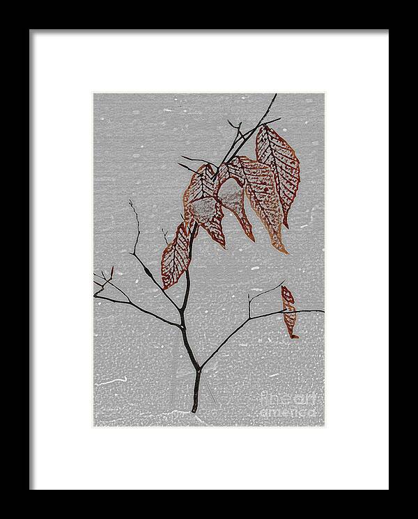 Beech Tree In Winter Framed Print featuring the photograph Life is a Beech by Scott Heister