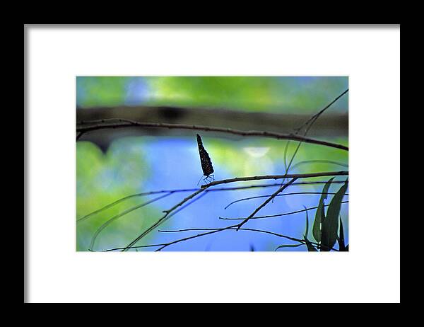 Butterfly Framed Print featuring the photograph Life on the Edge by Randy Oberg