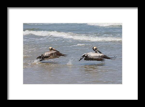 Wild Framed Print featuring the photograph Lift Off by Christy Pooschke