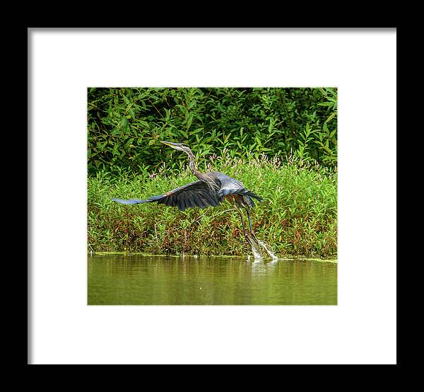 Heron Framed Print featuring the photograph Liftoff by Jerry Cahill