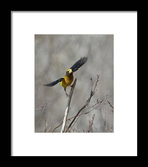 Bird Framed Print featuring the photograph Liftoff-Male Evening Grosbeak by David Porteus