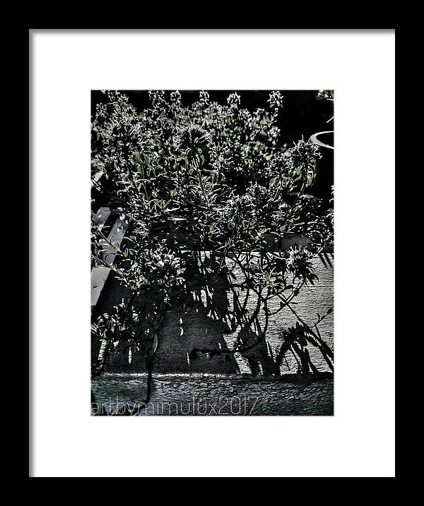 Light Framed Print featuring the photograph Light and Shadow 1 by Mimulux Patricia No