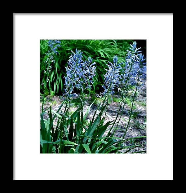 Photo Framed Print featuring the photograph Light Blue Lace by Marsha Heiken