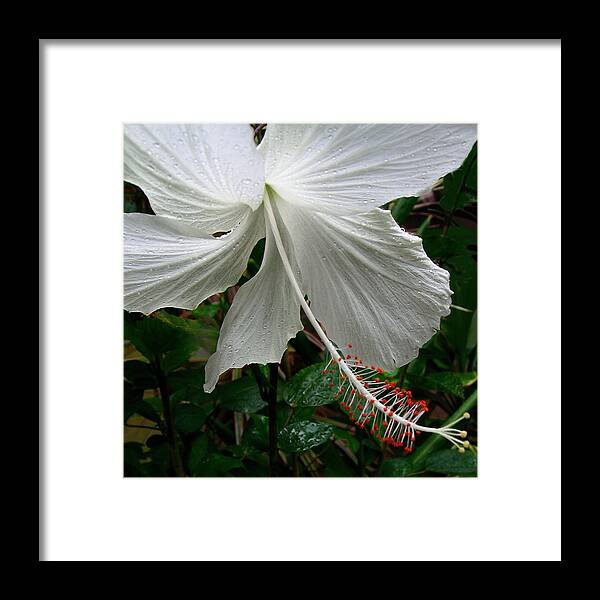 White Hibiscus Framed Print featuring the photograph Light From Above by James Temple