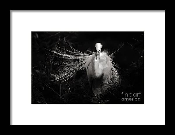 Great White Heron Framed Print featuring the photograph Light from Shadows by Julie Adair