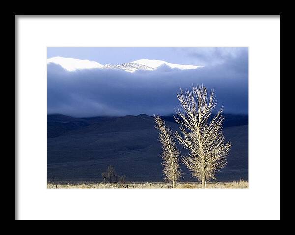 Tree Framed Print featuring the photograph Light Hawk by Alpha Pup