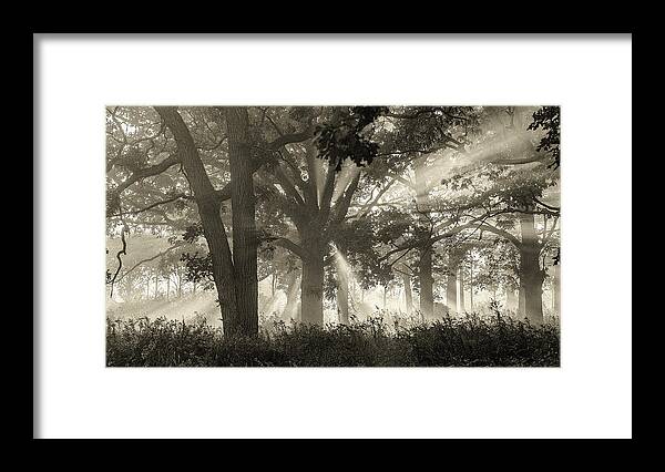 Judith Barath Arts Framed Print featuring the painting Light in the Forest by Judith Barath