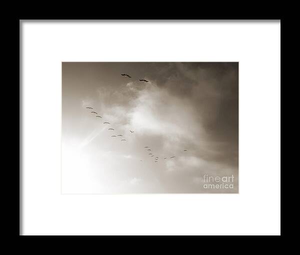 Birds Framed Print featuring the photograph Light Just Ahead by Leah McPhail