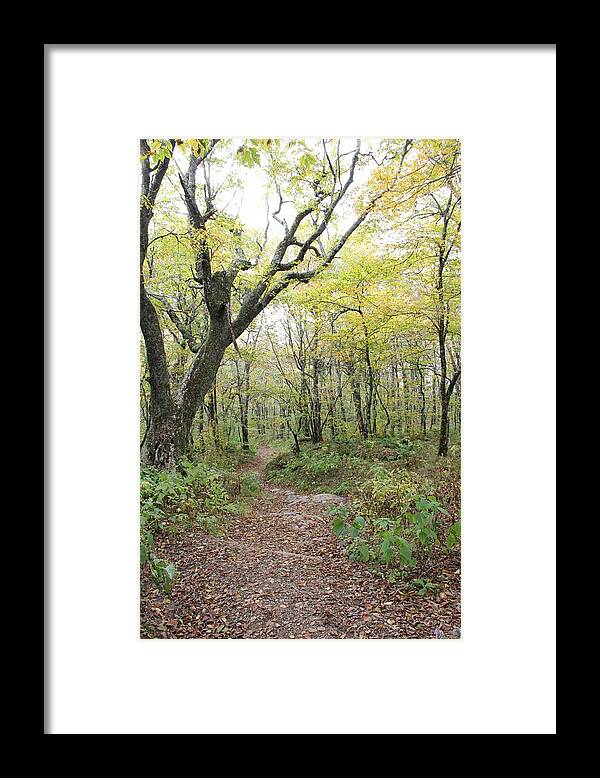 Path Framed Print featuring the photograph Light on Path by Allen Nice-Webb