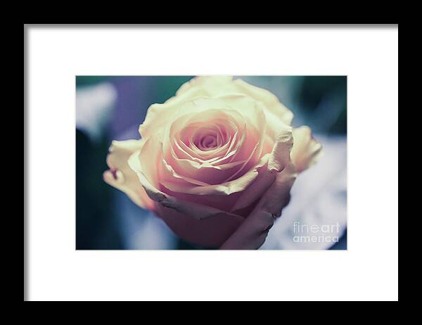Art Framed Print featuring the photograph Light Pink Head Of A Rose On Blue Background by Amanda Mohler