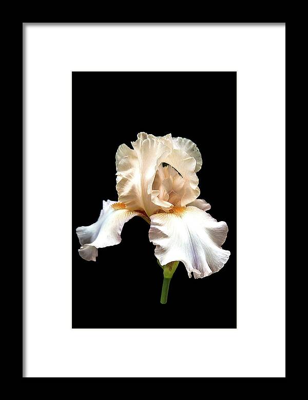 Flower Framed Print featuring the photograph Light Pink Iris by Mike Stephens
