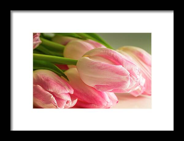 Mothers Day Framed Print featuring the photograph Light Pink Tulips in Sunlight by Teri Virbickis