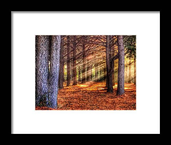 Sunbeams Framed Print featuring the photograph Light thru the Trees by Sumoflam Photography
