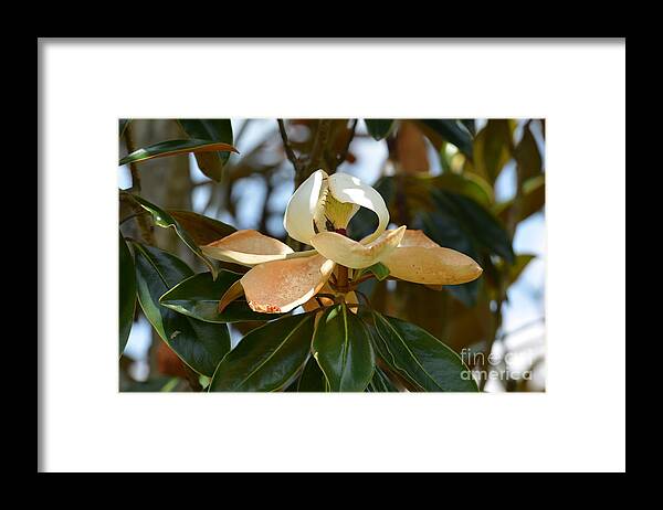 Lightly Toasted Framed Print featuring the photograph Lightly Toasted by Maria Urso