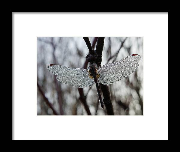 Insects Framed Print featuring the photograph Like a Glass Beaded Ornament by Peggy King