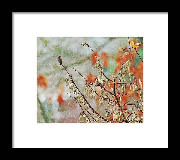 Hummingbird Framed Print featuring the photograph Lil Beauty by Steve Warnstaff
