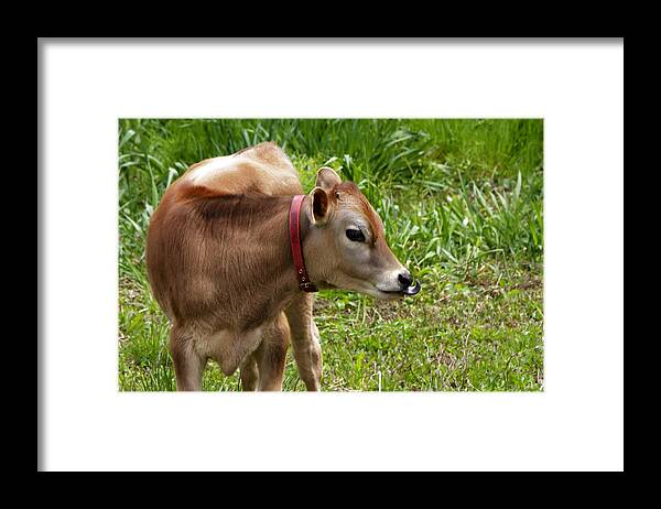 Calf Framed Print featuring the photograph Lil Bull by Donald Crosby
