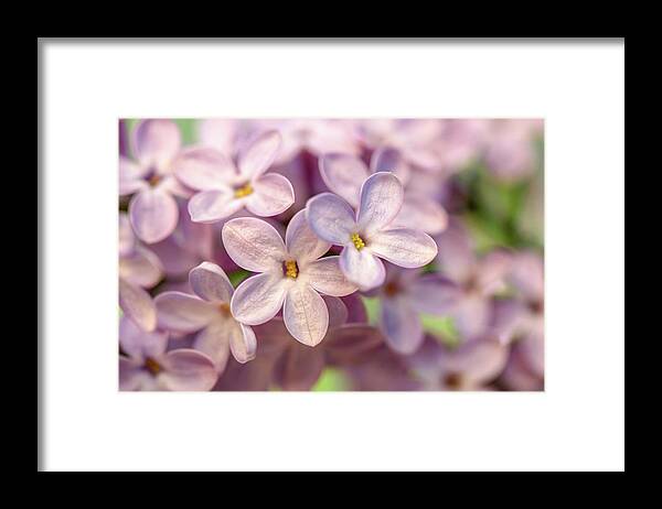 Lilac Framed Print featuring the photograph Lilac Blossom by Mary Anne Delgado