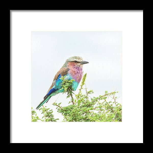 Africa Framed Print featuring the photograph Lilac breasted roller. by Usha Peddamatham