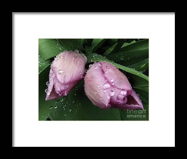 Tulips Framed Print featuring the photograph Lilac Drops 2 by Kim Tran