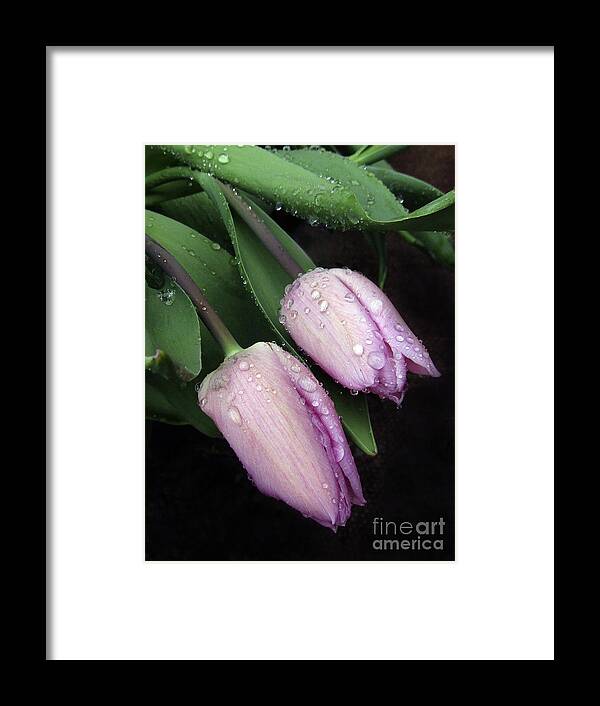 Tulips Framed Print featuring the photograph Lilac Drops by Kim Tran