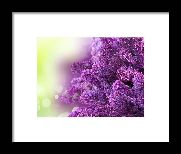 Lilac Framed Print featuring the photograph Lilac Flowers on Green by Anastasy Yarmolovich