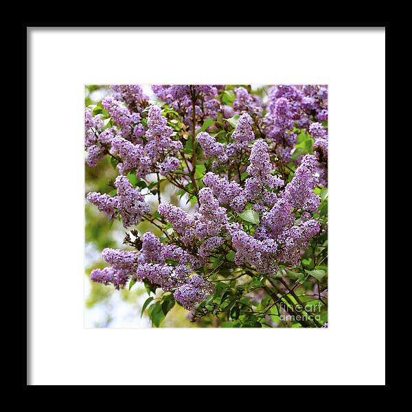 Spring Framed Print featuring the photograph Lilac Love by Carol Groenen