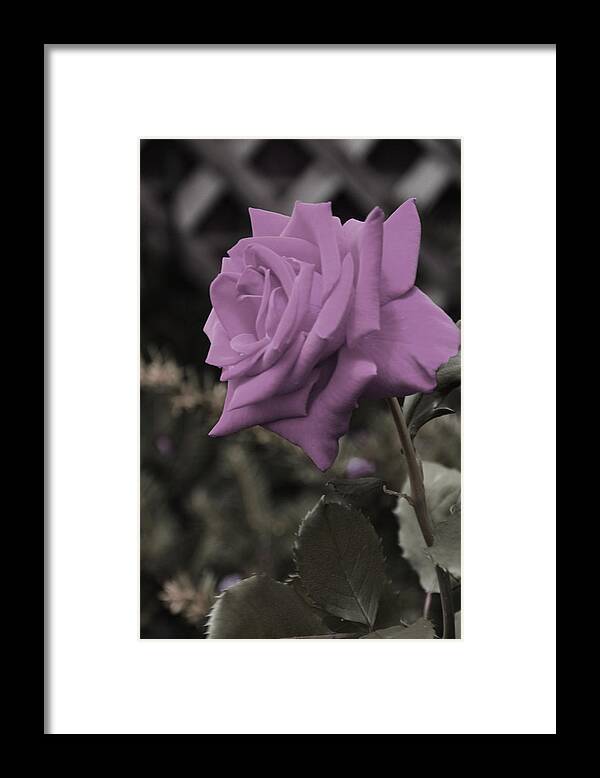 Roses Framed Print featuring the photograph Lilac Rose by Vijay Sharon Govender
