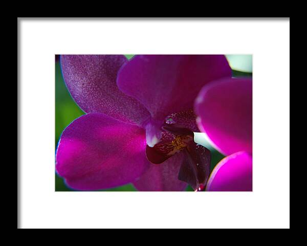 Flower Framed Print featuring the photograph Lilace Or Purple by Renee Holder