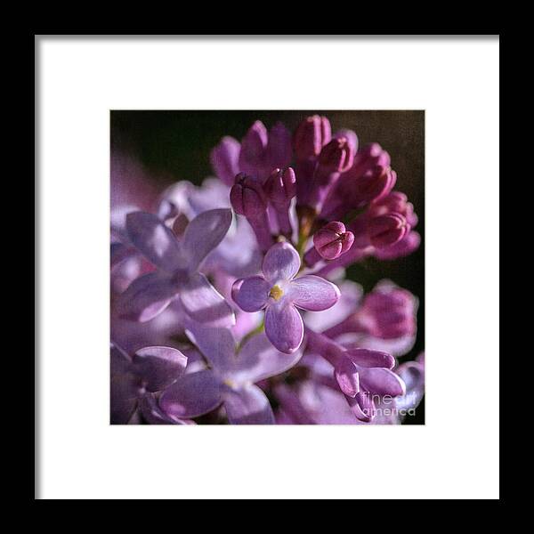 Lilacs Framed Print featuring the photograph Lilacs by Tamara Becker
