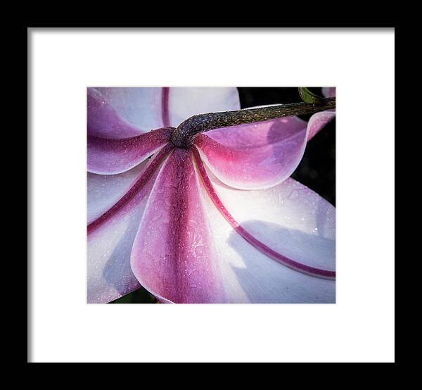 Jean Noren Framed Print featuring the photograph Lilies Backside by Jean Noren