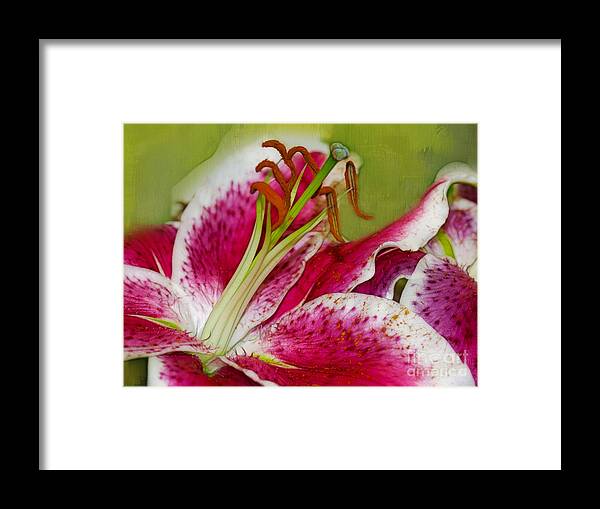 Lilies Framed Print featuring the photograph Lilies by Judi Bagwell