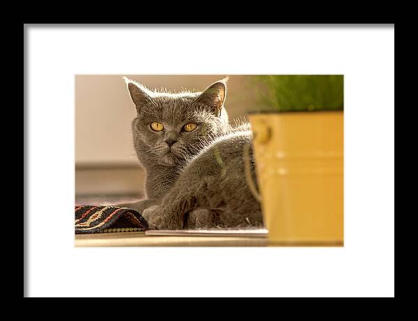 Cat Framed Print featuring the photograph Lilli the cat by Wolfgang Stocker