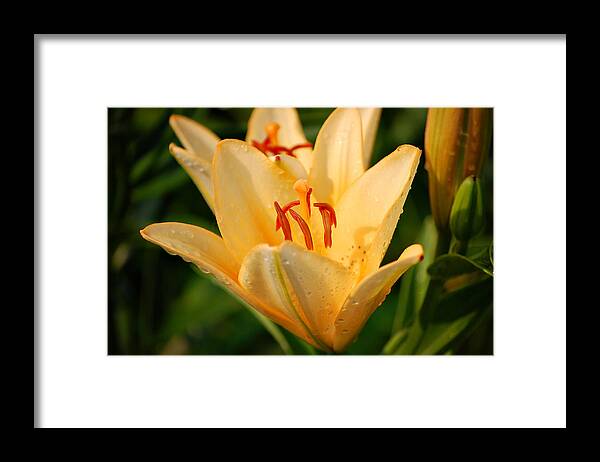 Lily Framed Print featuring the photograph Lilly by Angie Tirado