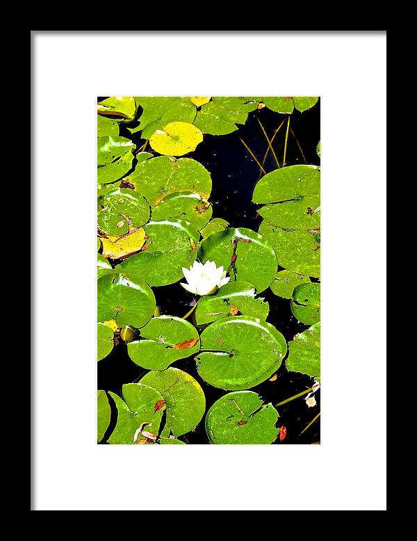 Framed Print featuring the photograph Lilly by Brian Sereda