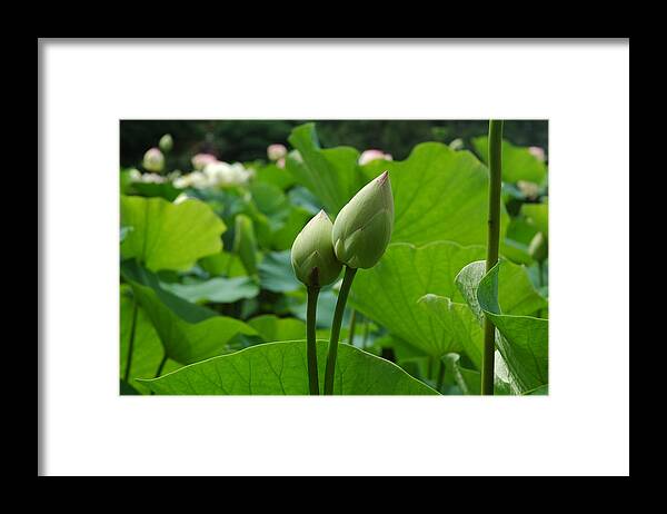 Digital Framed Print featuring the photograph Lilly Buds by Kicking Bear Productions