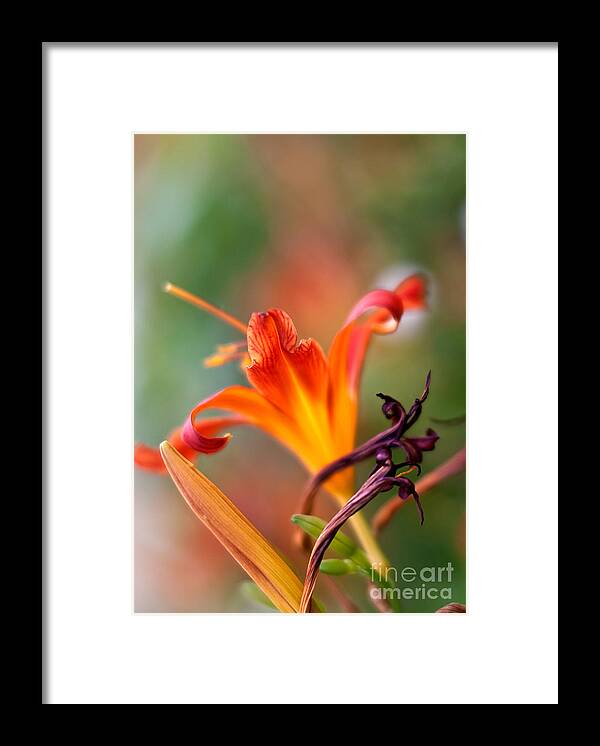 Lilium Framed Print featuring the photograph Lilly flowers by Nailia Schwarz