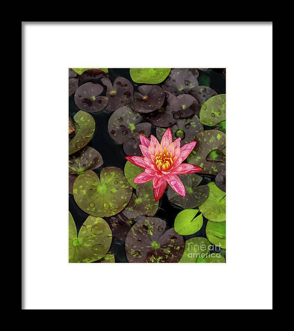 Flowers Framed Print featuring the photograph Lilly Pad, Red Lilly by Toma Caul