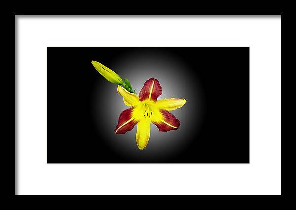 Lily And Bud Framed Print featuring the photograph Lily and Bud by Mike Breau