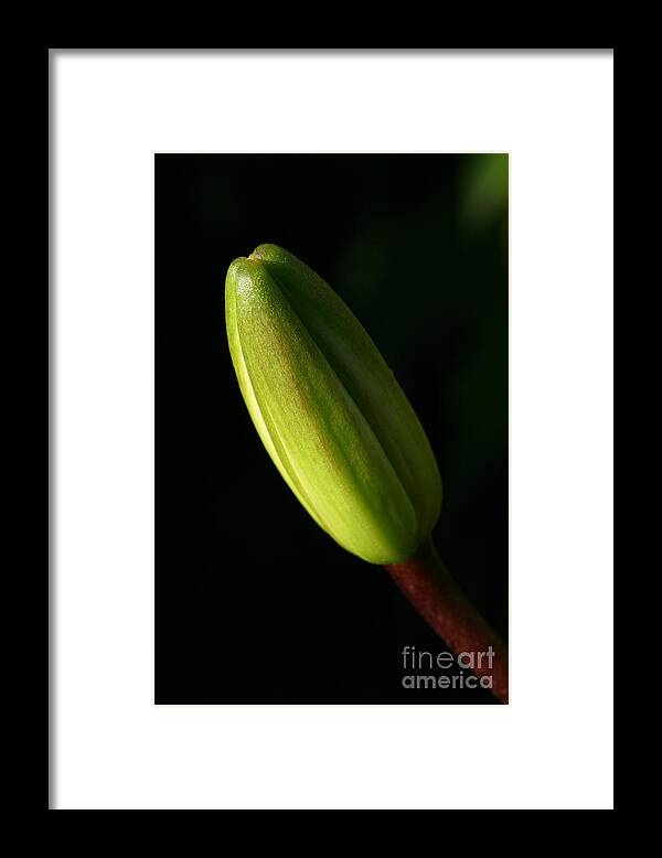 Flower Framed Print featuring the photograph Lily Bud by Steve Augustin